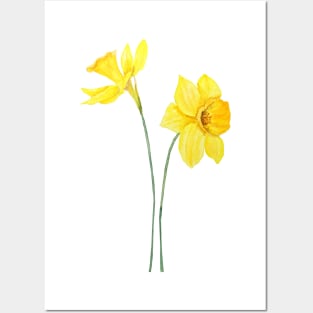 yellow daffodils watercolor painting Posters and Art